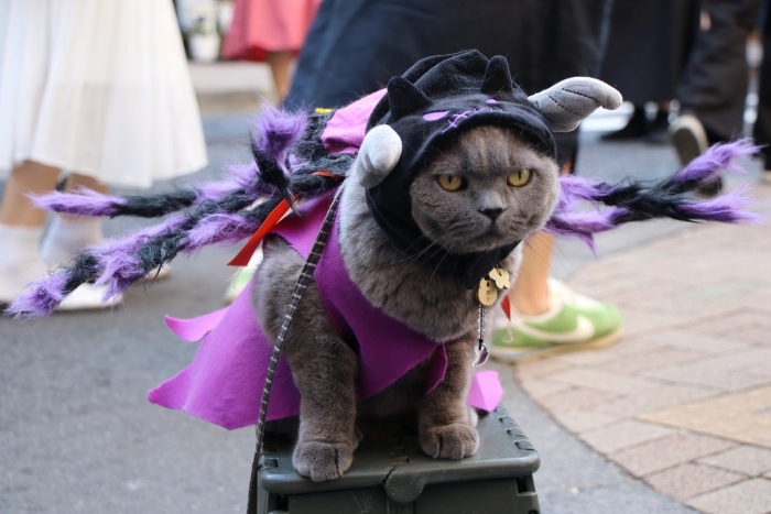 Kagurazaka Bakeneko Festival