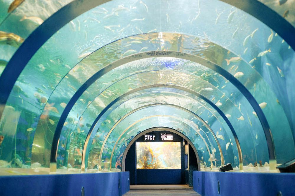 พาบุกเหนือสุดเกาะฮอนชู! เช็คอิน “Asamushi Aquarium” อควาเรียมที่ใหญ่ที่สุดในโทโฮคุ พร้อมชมโชว์โลมาสุดคิวท์