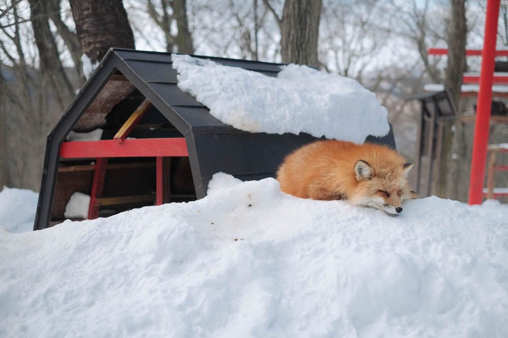 เปิดวาร์ปไปกอดความนุ่มฟูที่ “Zao Fox Village” อาณาจักรจิ้งจอกนับพันตัวแห่งเดียวในญี่ปุ่น!