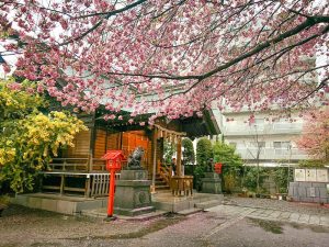 ไปชมซากุระกับมิโมซ่าที่ศาลเจ้า Kuramae กันเถอะ