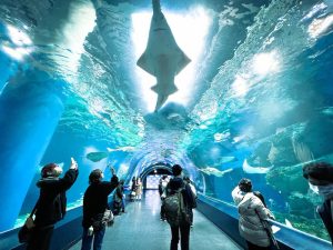 Maxell Aqua Park Shinagawa: เมื่อโลกใต้ทะเลมาเจอกับแสงสี Digital Art สุดล้ำใจกลางโตเกียว!