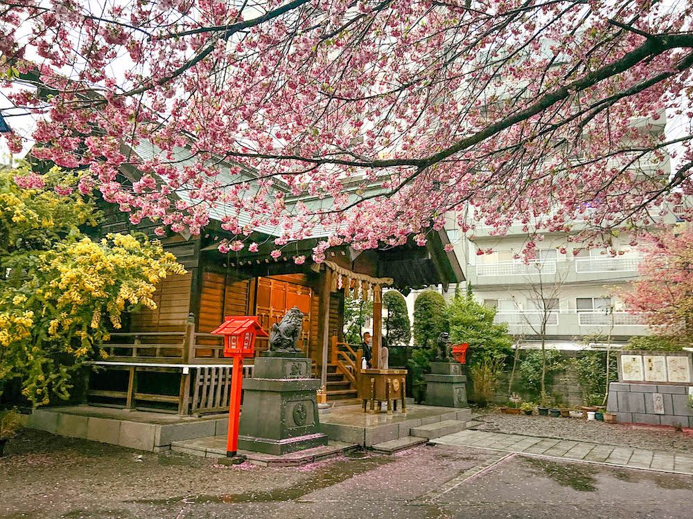 ไปชมซากุระกับมิโมซ่าที่ศาลเจ้า Kuramae กันเถอะ