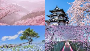 เมษานี้ไปชมซากุระที่ไหนดี เตรียมปักหมุด! 10 พิกัดที่เที่ยวญี่ปุ่นสัมผัสเสน่ห์ฤดูใบไม้ผลิที่ไม่เหมือนใคร