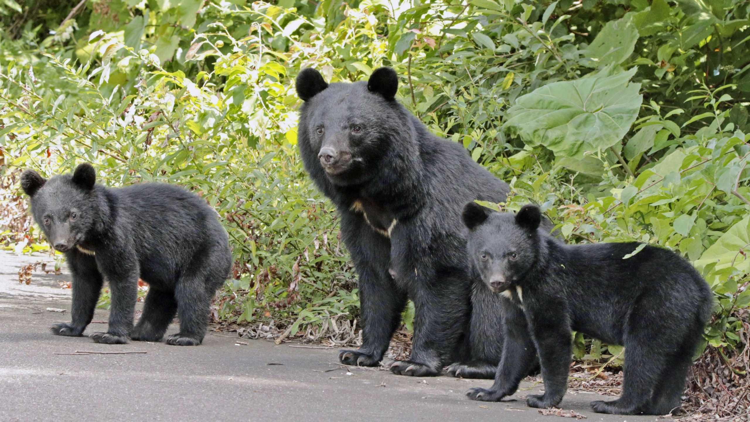 กลัวถูกหมีโจมตีในญี่ปุ่น? วิธีหลีกเลี่ยงหมีเหล่านี้อาจช่วยชีวิตคุณได้!