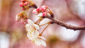 แยกออกไหม ดอกไหนเป็นดอกไหน? ทริคสังเกตความต่าง “ดอกบ๊วย – ดอกซากุระ – ดอกพีช” แบบง่ายๆ